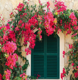 Bougeinvillea