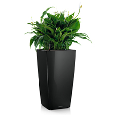 Lechuza Planters