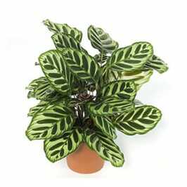 Calathea Medaillol
