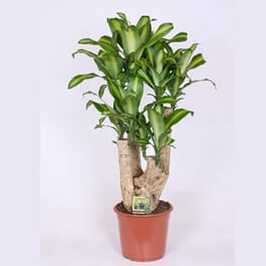 DRACAENA MASSANGEANA