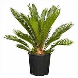 Cycas