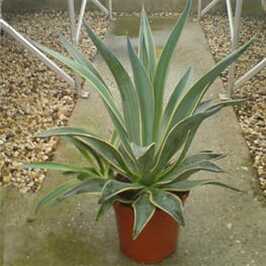 Agave