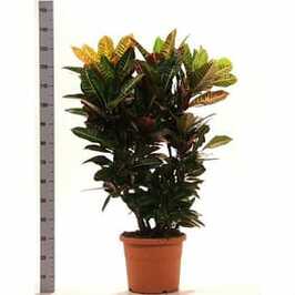 Codiaeum Petra