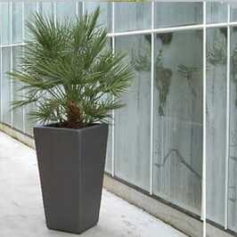 Chamaerops Humillis