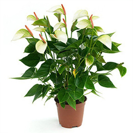 Anthurium