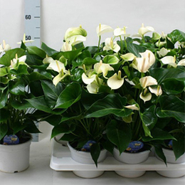 Anthurium White