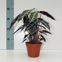 Alocasia Amazonica