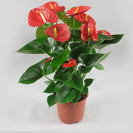 Anthurium Red