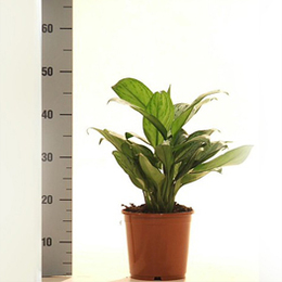 Peace Lily Plant