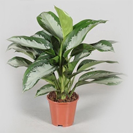 Agloenema Silverbay