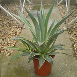 Agave