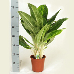 Aglaonema Brilliant