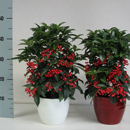 Ardisia Crenata