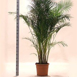 Areca palm