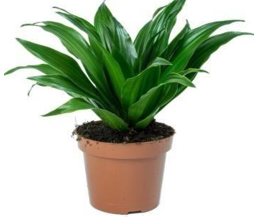 DRACAENA COMPACTA HEAD CUT