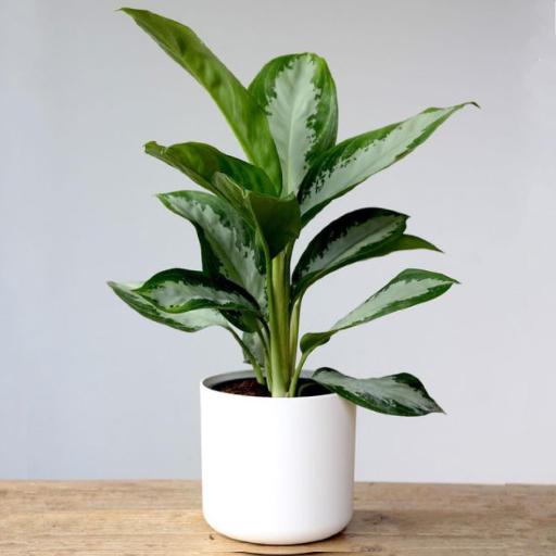 Aglaonema