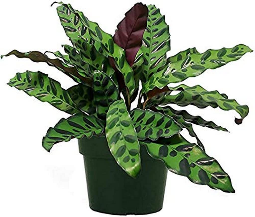CALATHEA LANCIFOLIA