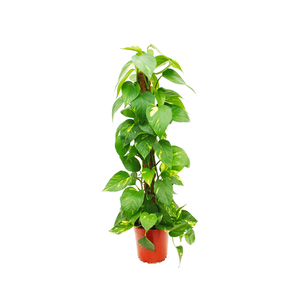 EPIPREMNUM MOSSTICK
