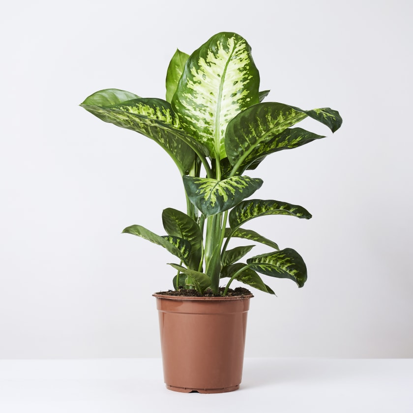 DIEFFANBACHIA TROPICSNOW