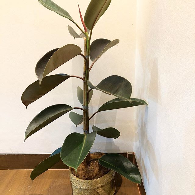 Rubber Plant