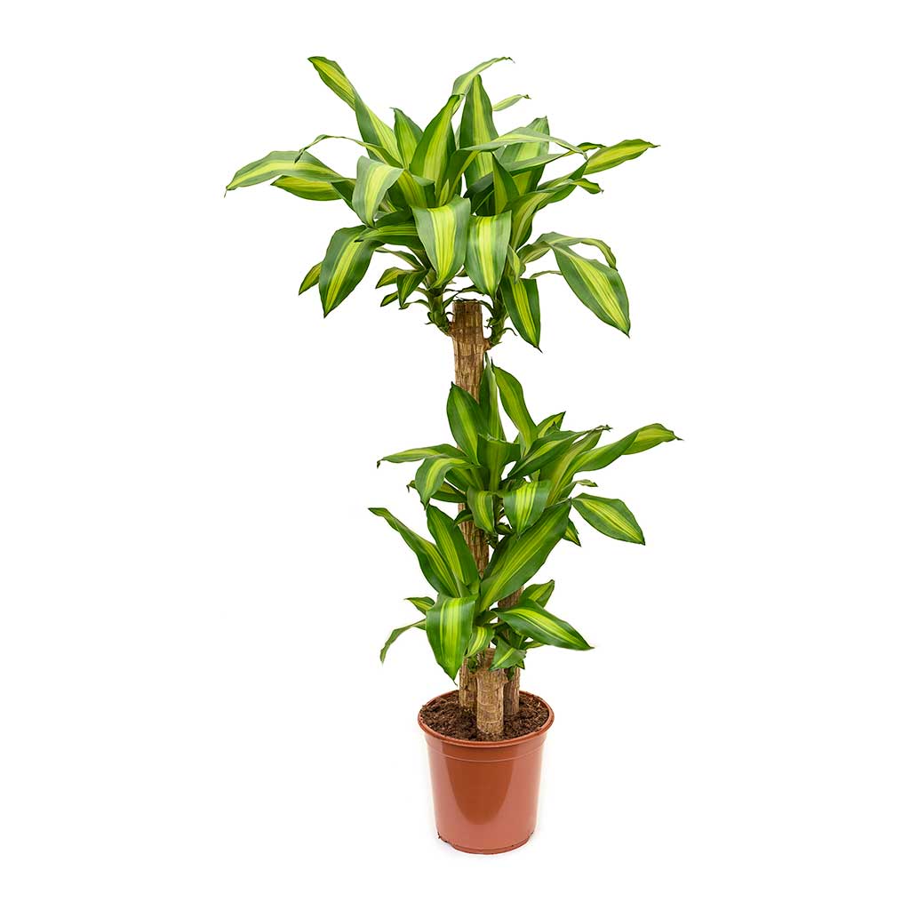 DRACAENA MASSANGEANA  3PP 120cm H