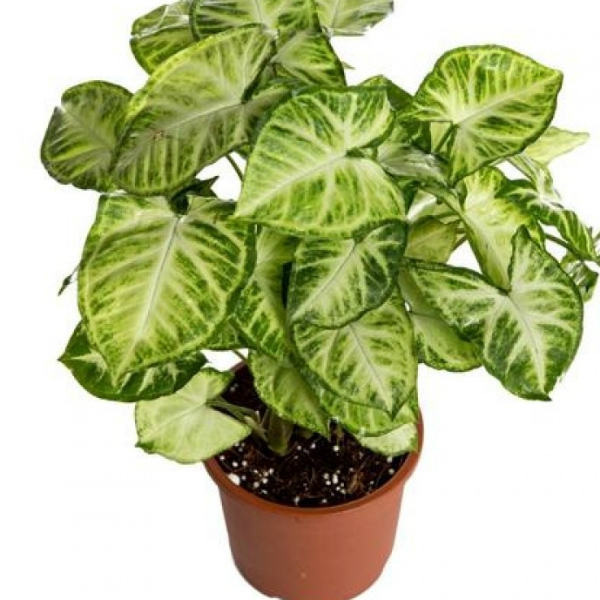 SYNGONIUM