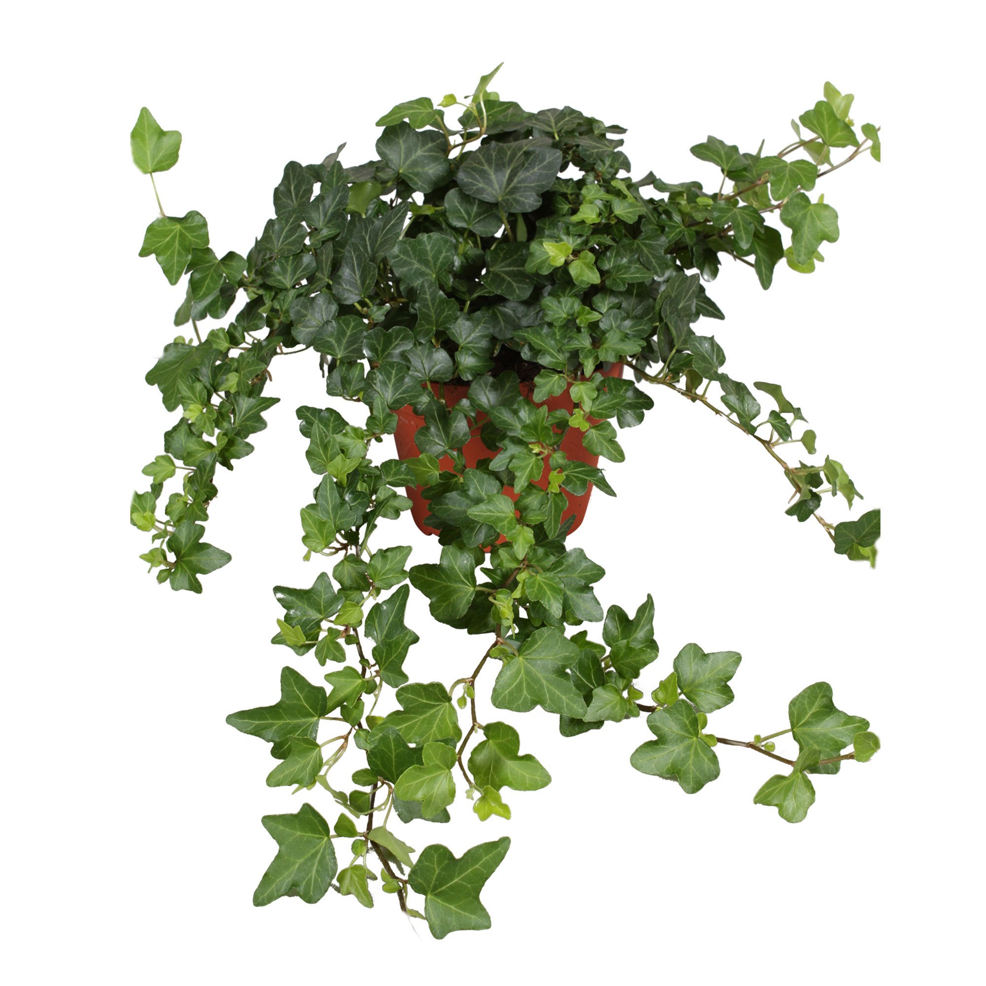 HEDERA