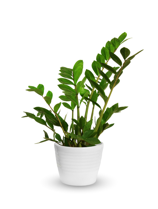 ZAMIOCULCAS ZAMIFOLIA SMALL