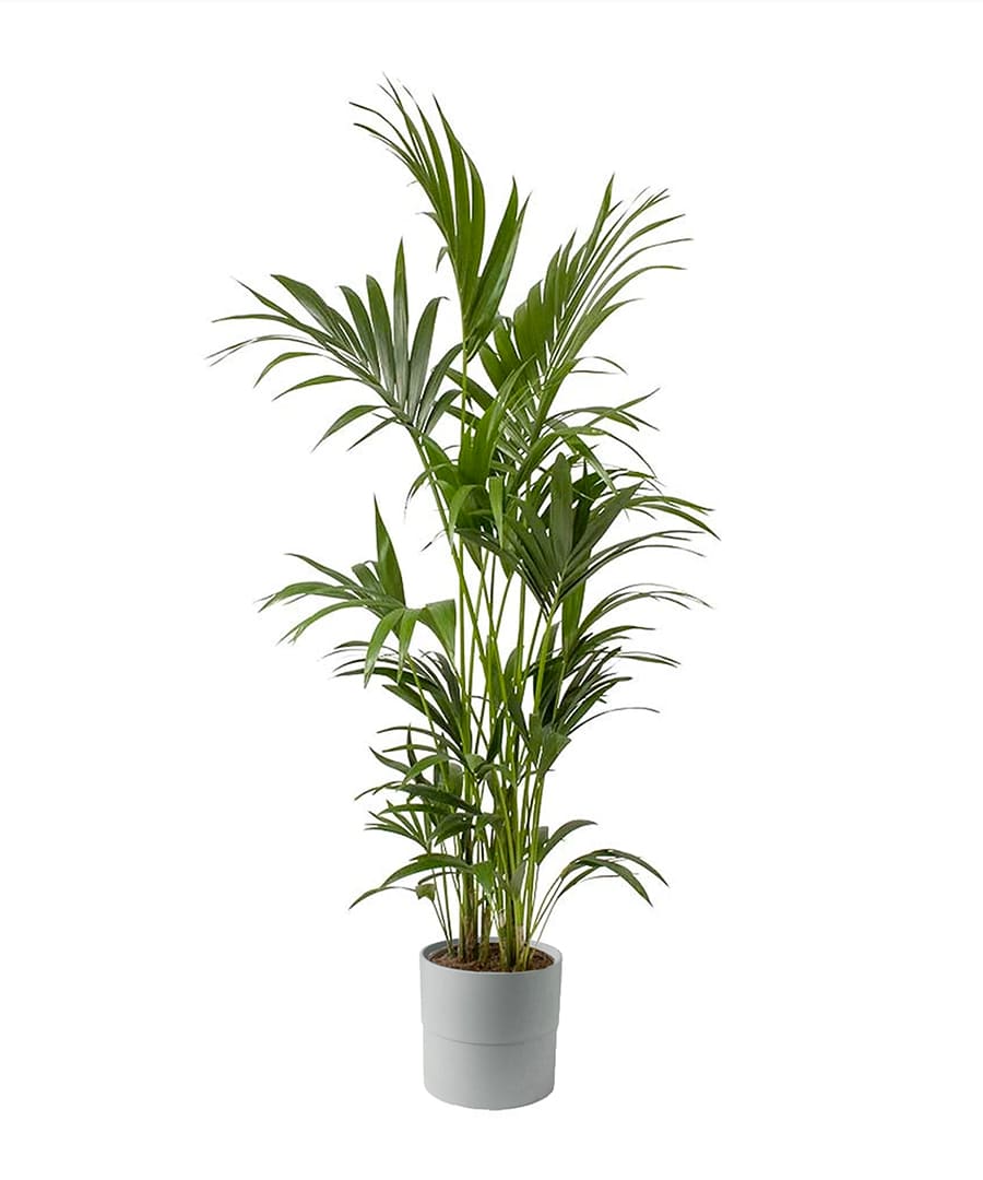 HOWEA FORESTERIANA  150CM H