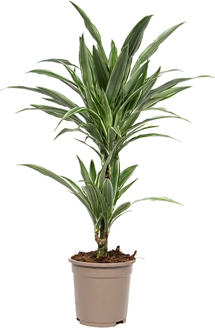 DRACAENA WARNIKI 3PP 150CM H