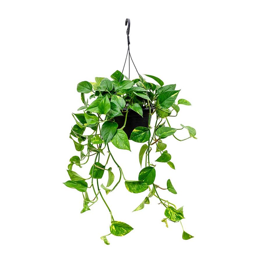 EPIPREMNUM HANGING