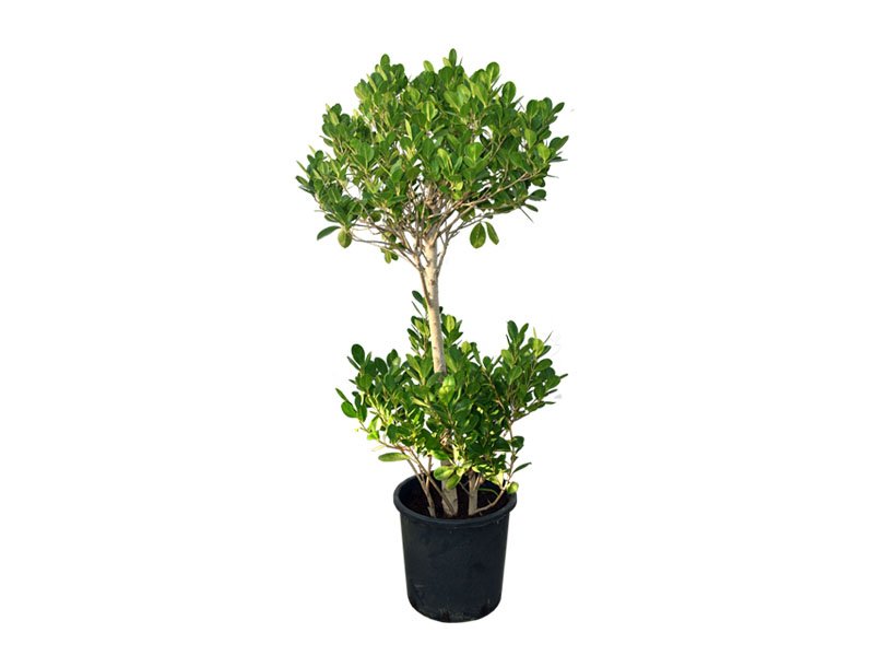 Ficus Panda 2 heads