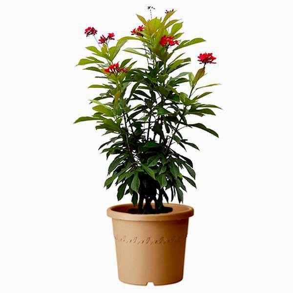 Jatropha