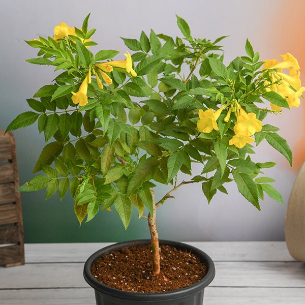 Tecomaria