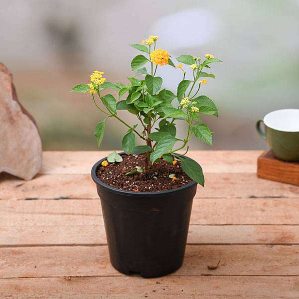 Lantana Camara