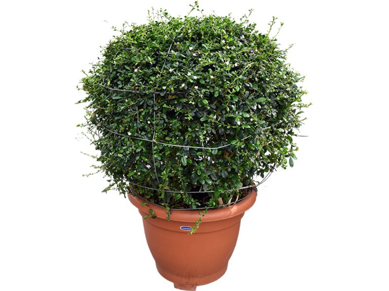 Ehretia Microphylla