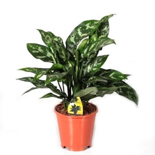 AGLAONEMA MARIYA