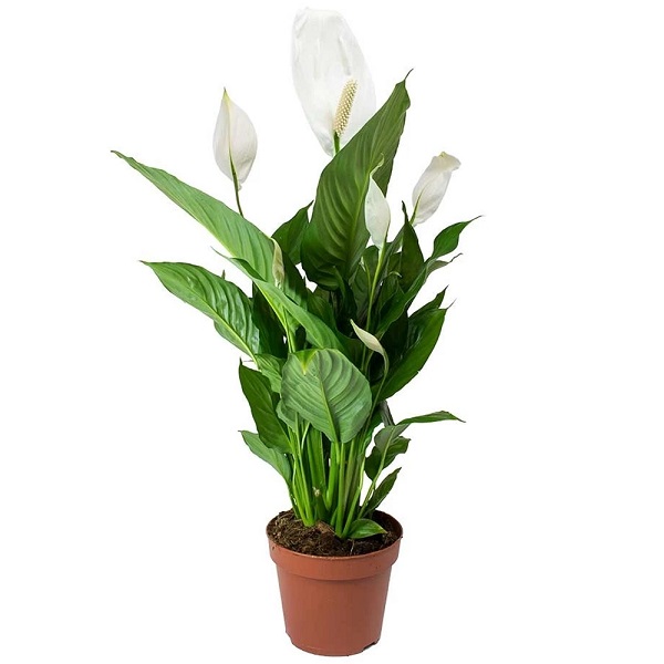SPATHIPHYLLUM(Peace Lilly)
