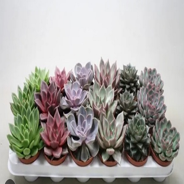 ECHEVERIA MIX 10.5 pot