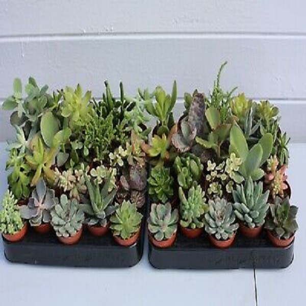 ECHEVERIA MIX 5.5 pot