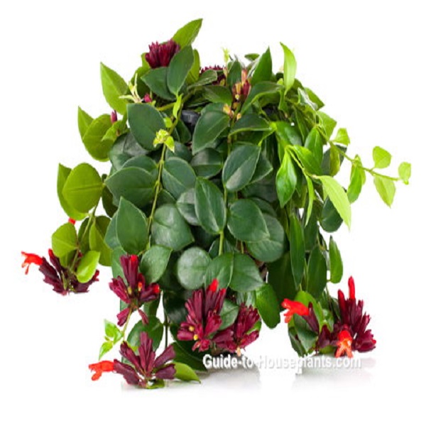 AESCHYNANTHUS