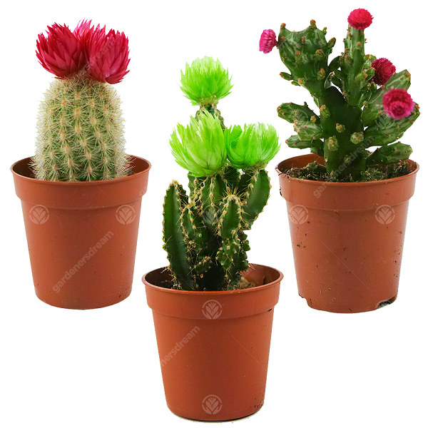 CACTUS 5.5CM POT