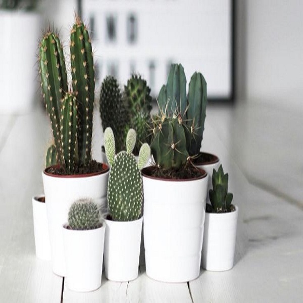 CACTUS BIG