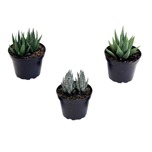 HAWORTHIA