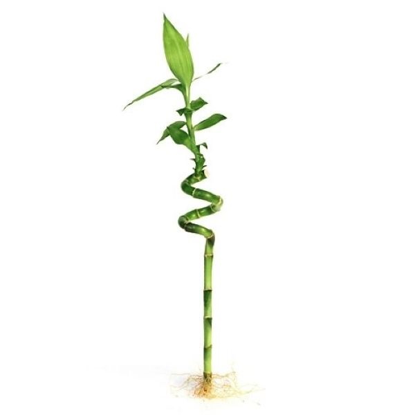 LUCKY BAMBOO SPIRAL 60CM