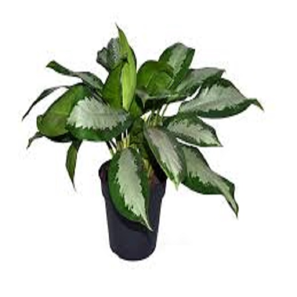 Agloenema Silverbay