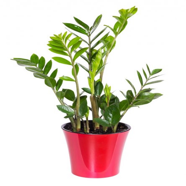 ZAMIOCULCAS ZAMIFOLIA 90cm
