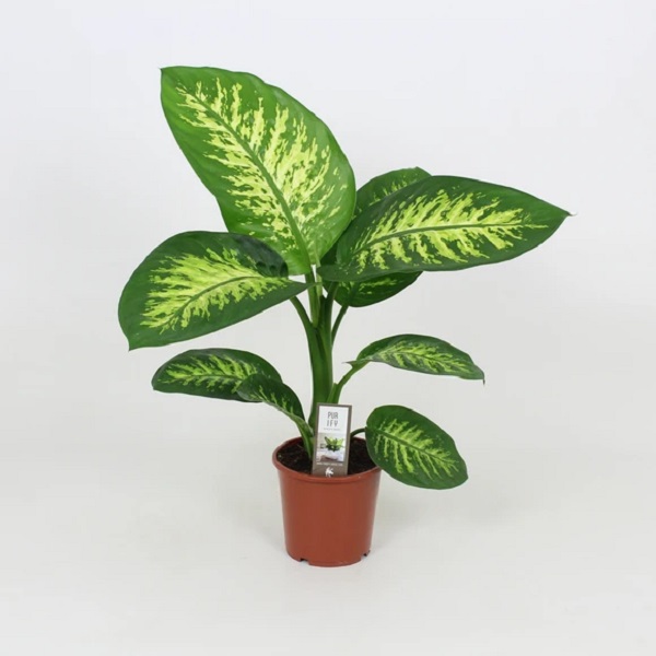 DIEFFANBACHIA MAROBA