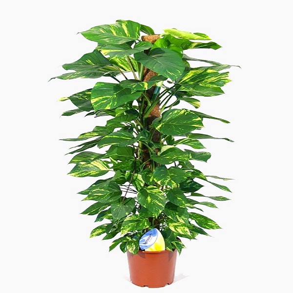 EPIPREMNUM MOSSTICK 80CM
