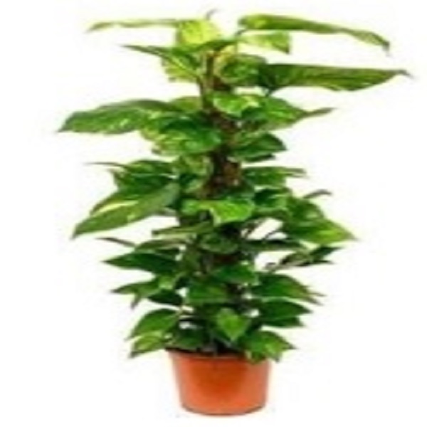 EPIPREMNUM MOSSTICK 100CM